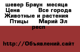 шевер Браун 2месяца › Цена ­ 200 - Все города Животные и растения » Птицы   . Марий Эл респ.